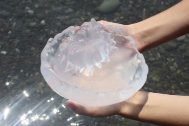 Alerta medusas: qué hacer cuando nos pica una en la playa
